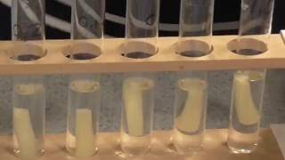 Osmosis Water Potential of Plant Tissue AS and A level [upl. by Erastatus439]