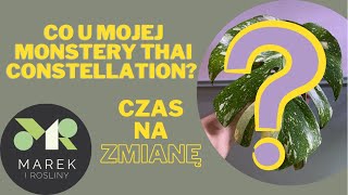 Co u mojej monstery Thai Constellation Czas na zmiany [upl. by Aneekat]