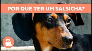 VANTAGENS de ter uma CÃƒO SALSICHA ðŸ¶âœ… 10 principais motivos [upl. by Eemiaj]