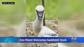 Zoo Miami Welcomes Saddlebill Stork [upl. by Leunam]