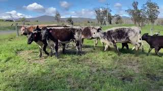 Dudgeon Cows amp Calves [upl. by Aymahs]