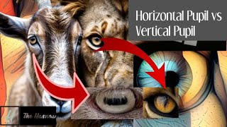 Horizontal Pupil vs Vertical Pupil [upl. by Eugine]