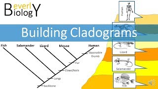 Cladograms [upl. by Marala]