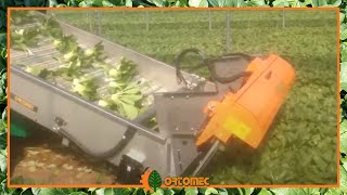 Ortomec 8000 Harvester  Solution for PakChoi harvesting [upl. by Fernand]