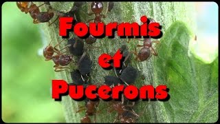 Fourmis et pucerons un intérêt commun [upl. by Falk473]