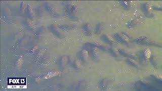 See manatees in Tampa Bay at the Apollo Beach power plant [upl. by Lustick]