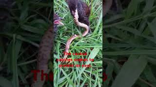 The lapwing catches a snake to protect its nest music birds wildlife birds [upl. by Eillas]