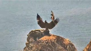 West End  EAGLETS BATTLE ON HISTORIC NEST CHASE AKECHETA FOR FISH KOA FLIES W STICK 😊 62424 [upl. by Adlanor338]