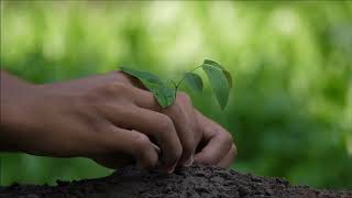 The importance of planting trees [upl. by Ted]