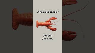 Can you name these seafood learnenglish dailyenglish english vocabulary seafood learn [upl. by Ainalem]