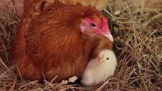 Our Chickens Hatching [upl. by Conti445]