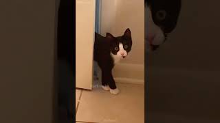 Meow 😻 shortvideo petschannel catfunny cat funny ytpets funnycatvideos pets funnyanimal [upl. by Latnahs]