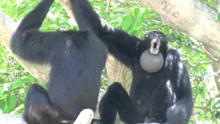 Siamang Gibbons howling at Miami Metrozoo [upl. by Divine]