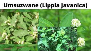 Lippia Javanica Umsuzwane [upl. by Lenroc443]