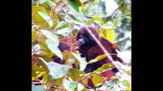 A baby Yellow tailed Woolly Monkey Oreonax flavicauda with her mother [upl. by Nyllaf822]