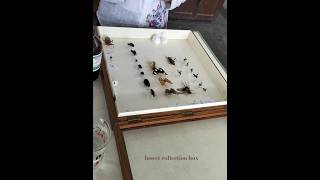 insectcollection entomology entomologystudy zoology insects insect collectionbox [upl. by Akered865]