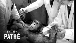 Injured Chimpanzee 1954 [upl. by Yemaj]