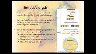 Tetrad Analysis 17 [upl. by Eibocaj]