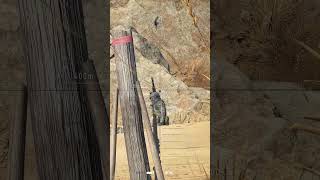 Sniper Ghost Warrior Contracts 2 Shroudshort [upl. by Rugg605]