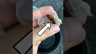 How to grow dates tree from seed Germinate Date Palm Tree from SeedDate Palm Plant shorts [upl. by Kennet]