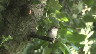 Spotted Flycatcher [upl. by Micaela]