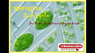 Spirogyra  Life cycle [upl. by Acimot]