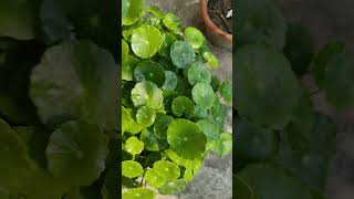 Pennywort Dollar plant shortvideo gardenflowerplants gardenplants ytviralshorts [upl. by Ylatan]