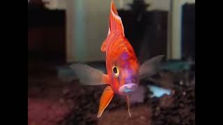 Red cichlid [upl. by Reseda]