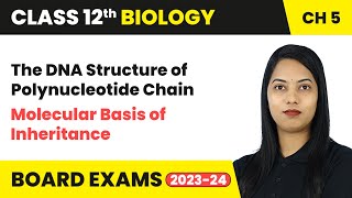 The DNA Structure of Polynucleotide Chain  Molecular Basis of Inheritance  Class 12 Biology Ch 5 [upl. by Sutsuj]