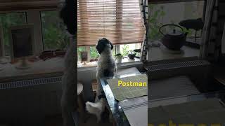 Postman is here Woof woof [upl. by Maria]