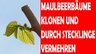 Maulbeerbaum durch Maulbeerbaumstecklinge klonen und somit vermehren [upl. by Ahsiri468]