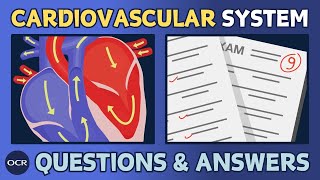 The cardiovascular system 14  OCR GCSE PE  Exam questions and model answers [upl. by Bordiuk148]