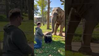 Adorable Elephant learns to paly the Drums [upl. by Ssitruc138]