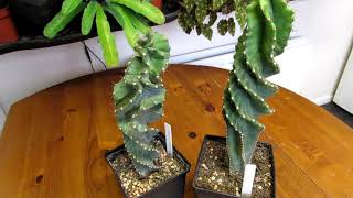 How to Care for Cereus forbesii Spiralis Cactus  The Spiral Cactus [upl. by Rena]