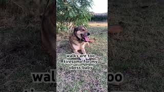 dog walkpuppy gsd puppy dog doglover funny dogshorts puppy doglover [upl. by Mcgaw908]