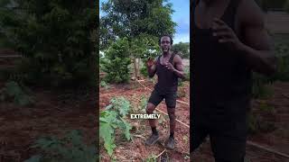 Growing Castor Seeds for Castor Oil castoroil castorplant farm haiti [upl. by Kimura]