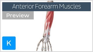 Muscles of the anterior compartment of the forearm preview  Human Anatomy  Kenhub [upl. by Nicks578]