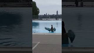 Duck at swimming pool viral trending wildvancouver duck ducksfunny funnyvideo birds animals [upl. by Nordine]