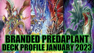 BRANDED PREDAPLANT DECK PROFILE JANUARY 2023 YUGIOH [upl. by Yddub]