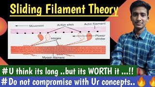 Sliding Filament Theory Actin and Myosin Nerve Muscle Physiology  hindi  Ashish [upl. by Namlaz]