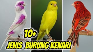 11 Jenis Burung Kenari Beserta Ciri2nya MasingMasing [upl. by Solenne]