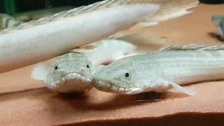 Bichir quotCuppingquot Breeding Behaviour [upl. by Atsirtal]