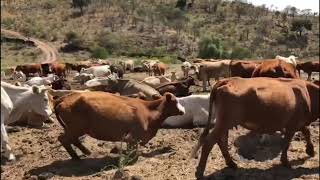 RANCHO EN ZAPOTLANEJO Y TOTOTLAN JALISCO [upl. by Gabi392]