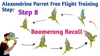 Step 8 Boomerang recall training alexandrine baby parrot free flight trainingbird trainingPFFACT [upl. by Nynahs931]