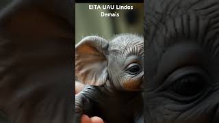 EITA UAU Lindos Demais dog cat pets funny cute fyp fypviral l cutebaby youtubeshorts gatos [upl. by Nauqas242]