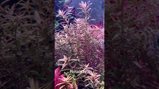 Rotala hra aquarium fish poisson aquariumhobby rotala rotalahra aquascape aquariumplants [upl. by Lener]