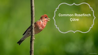 Common Rosefinch Bird Song Call  Çütre Kuşu Ötüşü Sesi Carpodacus Erythrinus [upl. by Ynaffit]