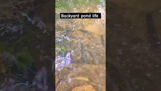 Backyard pond life pondlife ponds shorts [upl. by Kciderf]