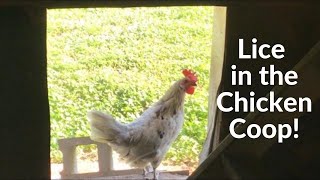 How to Get Rid of Lice in the Chicken Coop [upl. by Atilemrac]