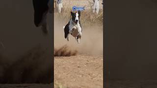 Greyhound Racing Dogs  Super Speed Track race Dogs tazidog [upl. by Averir]